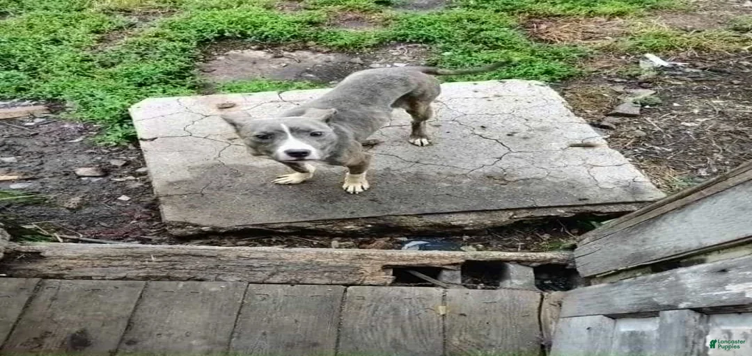 Gallery Image {{count}}