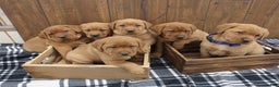 Labrador Retriever dogs for sale: Sparkle - Ad 4
