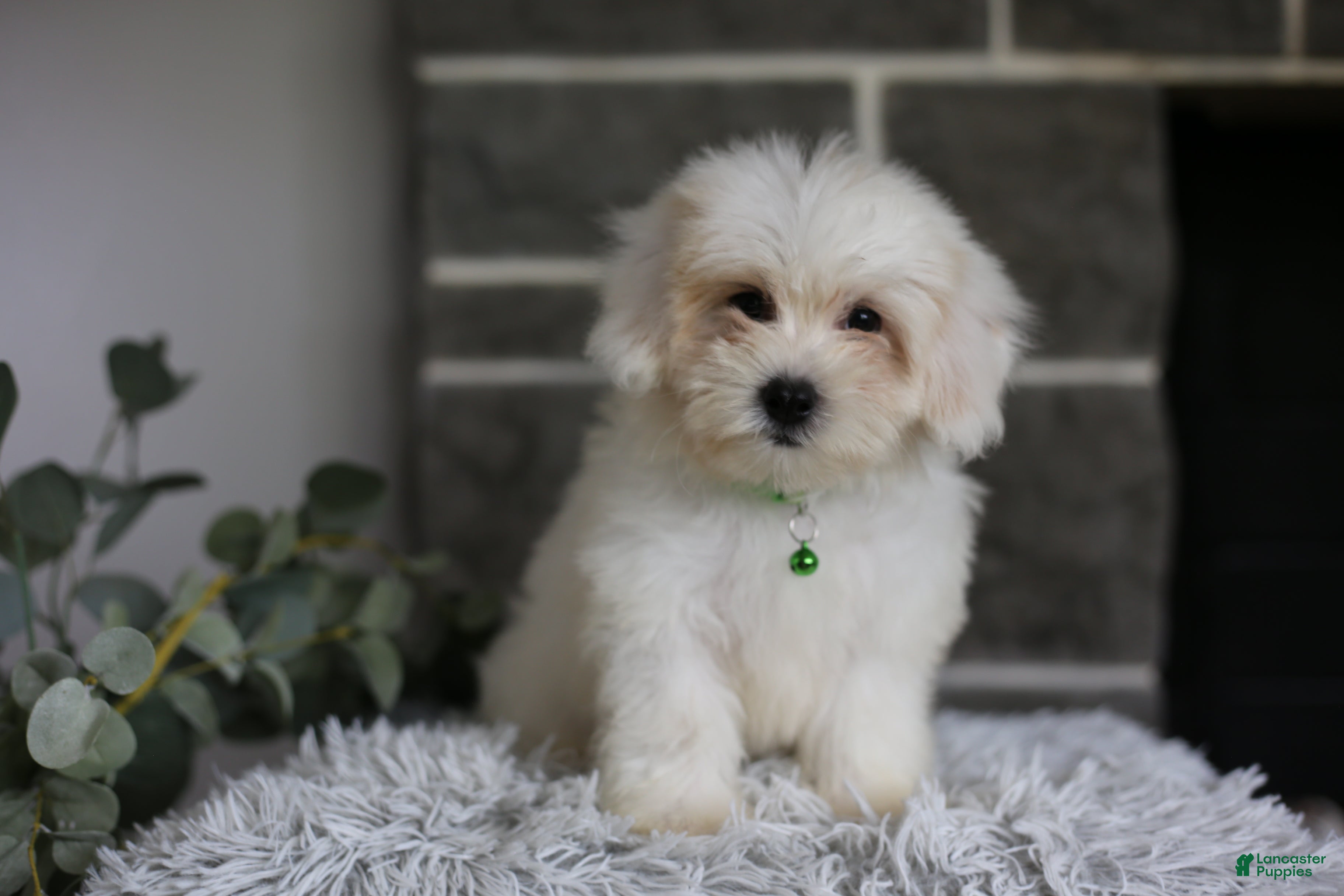 Maltipoo dogs Frankie - Ad 2
