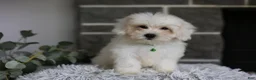 Maltipoo dogs for sale: Frankie - Ad 2