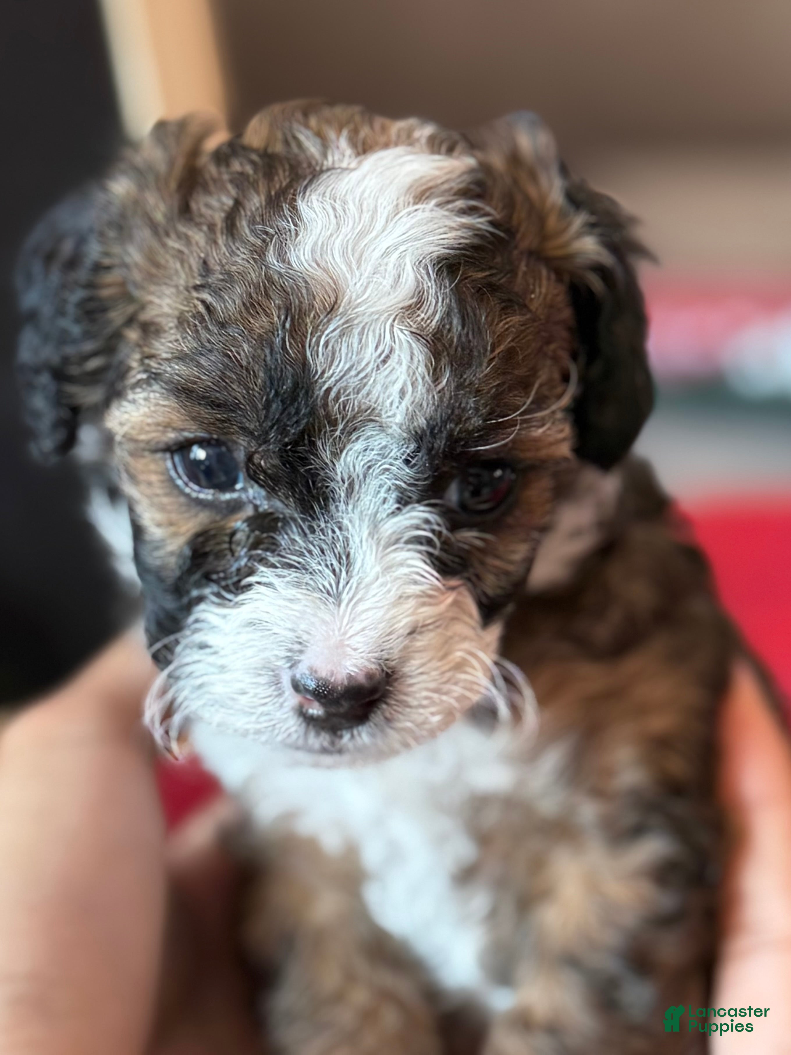 Mini Bernedoodle dogs Merlot - Ad 42