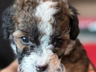 Mini Bernedoodle dogs Merlot - Ad 2