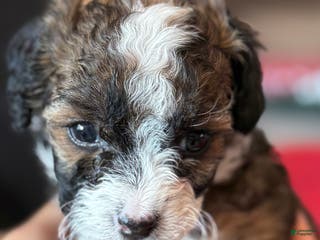 Mini Bernedoodle dogs Merlot - Ad 9