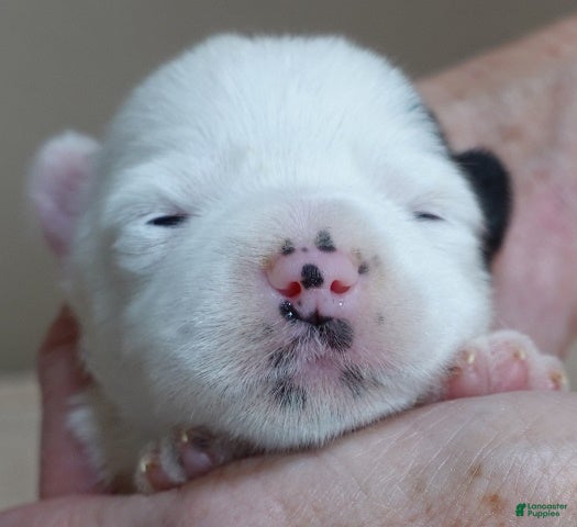 Yorkshire Terrier dogs Lyra super unique - Ad 18