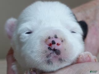 Yorkshire Terrier dogs Lyra super unique - Ad 15