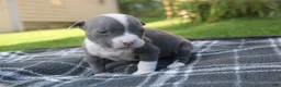 American Bully dogs for sale: Layla - Ad 6