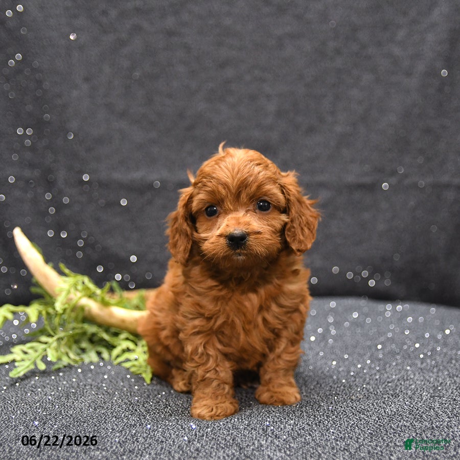 Cavapoo dogs Link - Ad 1