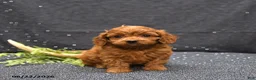 Cavapoo dogs for sale: Link - Ad 1