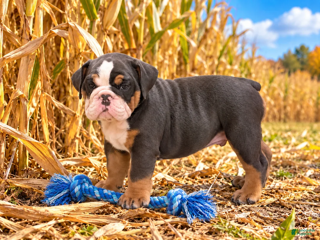 English Bulldog dogs for sale: Duke - Ad 1