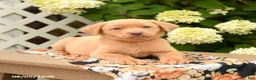 Labrador Retriever dogs for sale: Mango - Ad 5