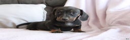 Miniature Dachshund dogs for sale: Shelby - Ad 2