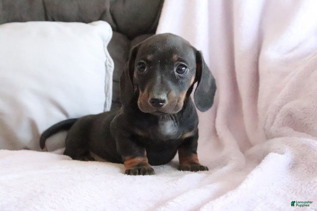 Miniature Dachshund dogs for sale: Shelby - Ad 2