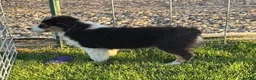 Australian Shepherd dogs for sale: Australian Shepherd Male - Ad 3