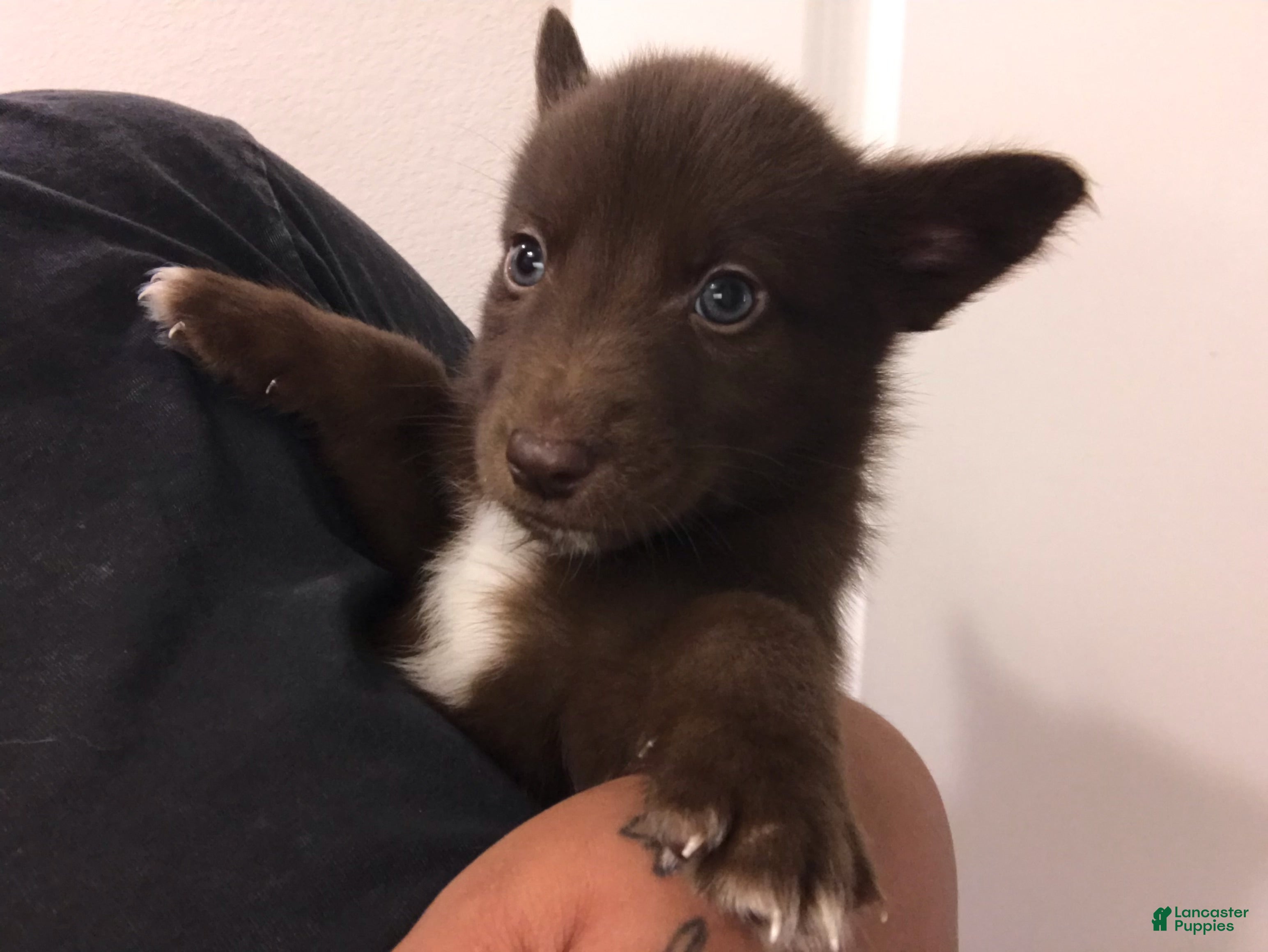 Mixed Breed dogs Moose - Ad 30