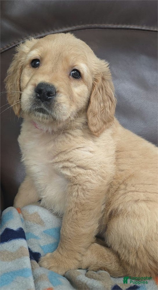 Golden Retriever dogs Golden Retriever 1 - Ad 2