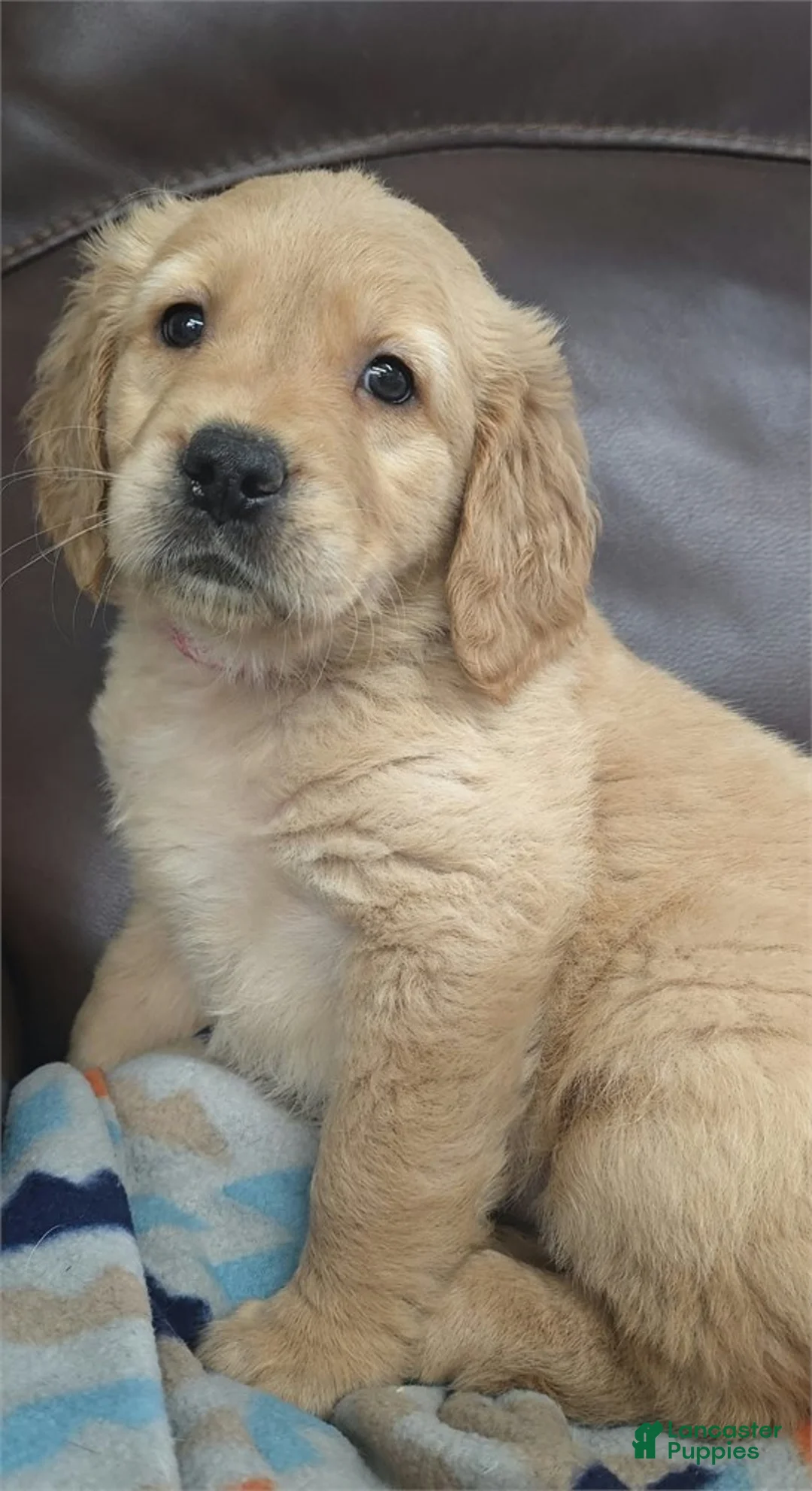 Golden Retriever dogs for sale: Golden Retriever 1 - Ad 2