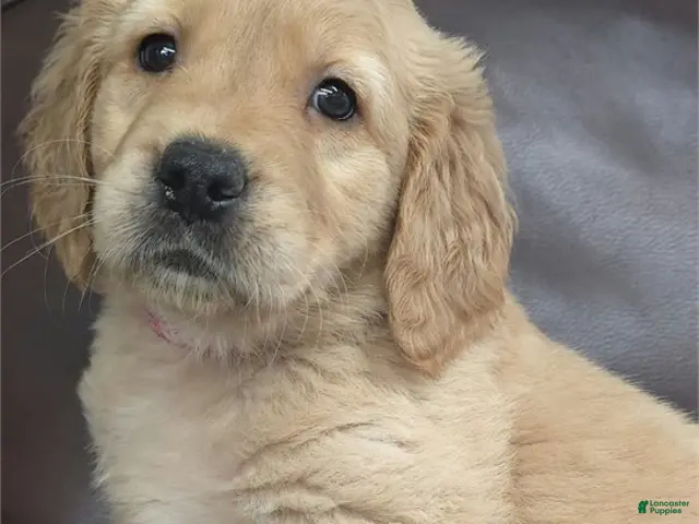 Golden Retriever dogs for sale: Golden Retriever 1 - Ad 2