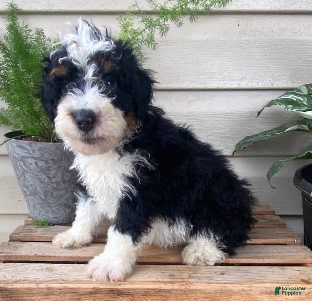 Mini Bernedoodle dogs Benji- mini/ medium - Ad 2