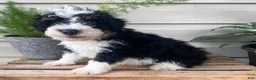 Mini Bernedoodle dogs for sale: Benji- mini/ medium - Ad 2