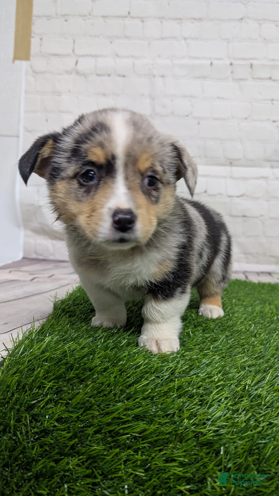 Welsh Corgi Pembroke dogs for sale: Alli - Ad 8