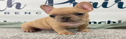 French Bulldog dogs for sale: Magnus French Bulldog Puppy  - Ad 5