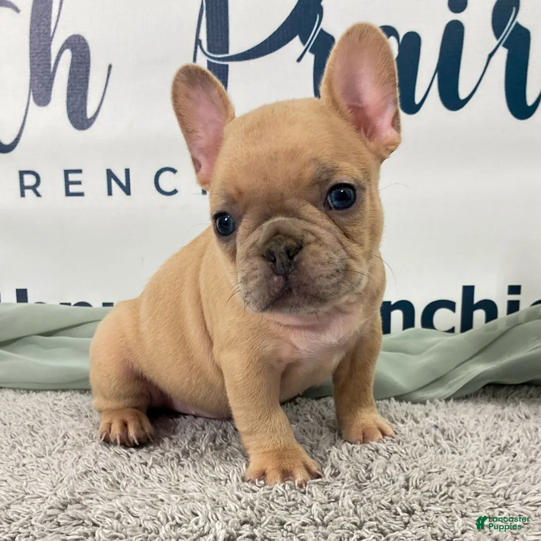 French Bulldog dogs for sale: Magnus French Bulldog Puppy  - Ad 5