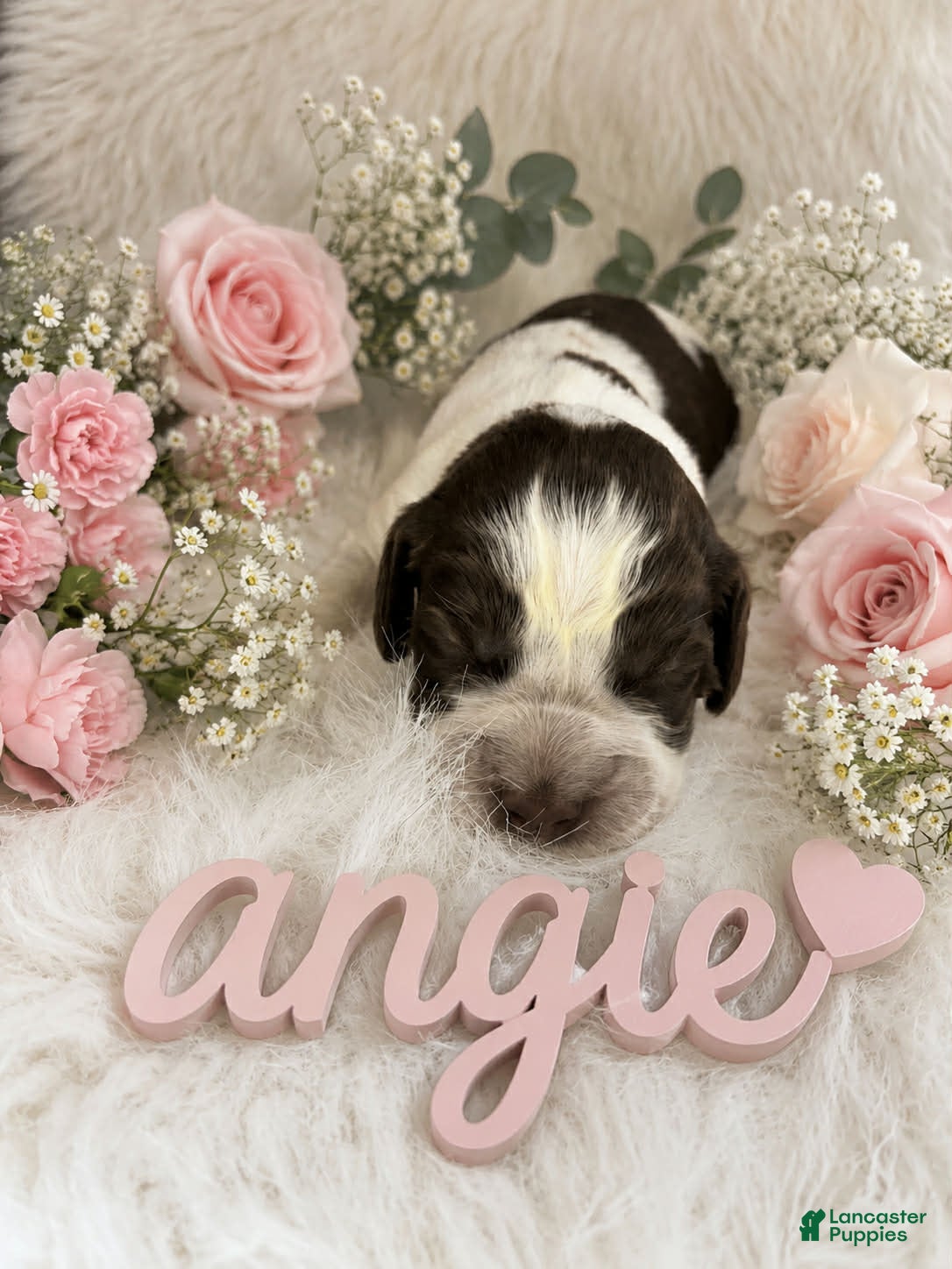 English Springer Spaniel dogs Angie - Ad 31