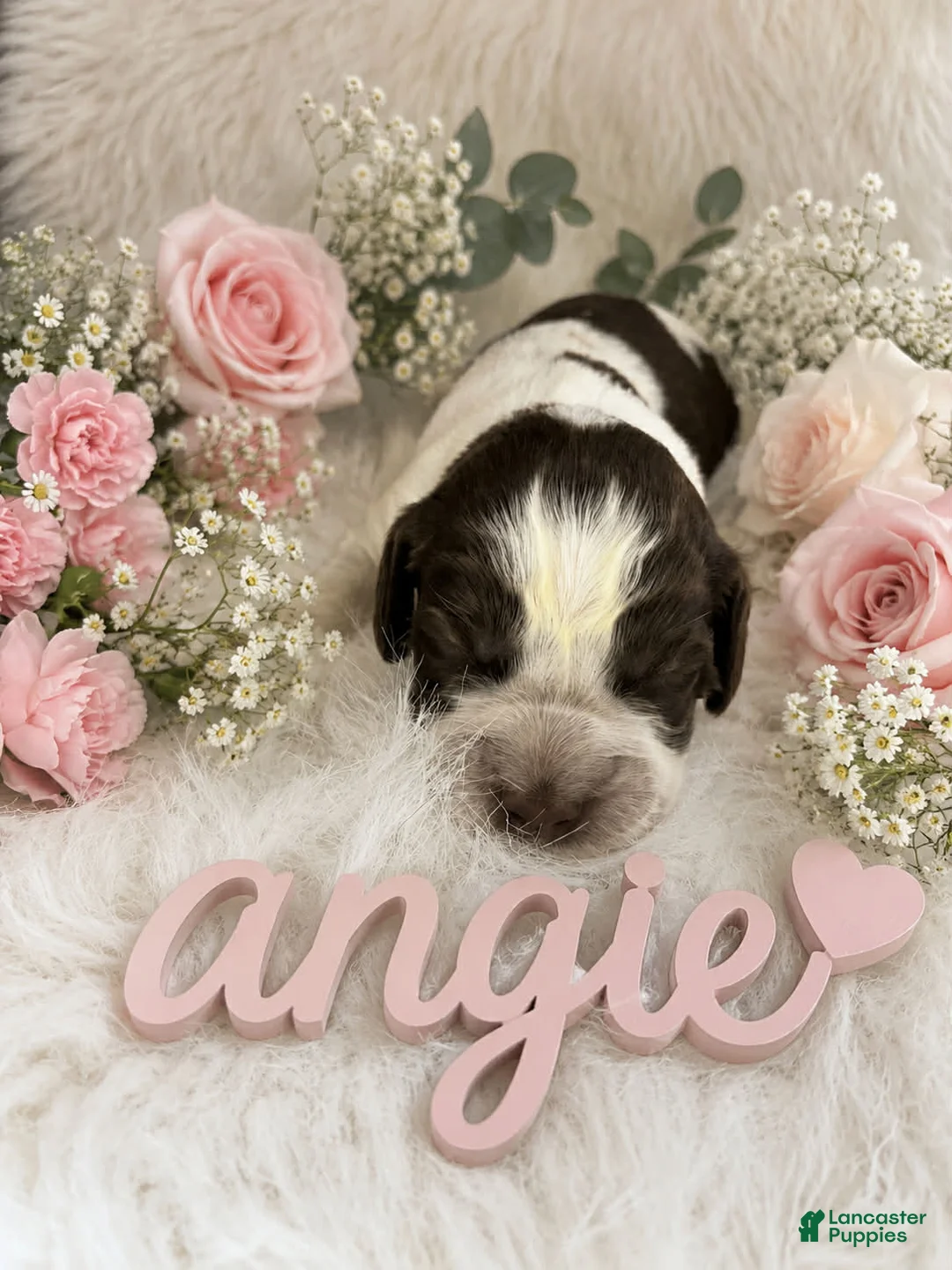 English Springer Spaniel dogs for sale: Angie - Ad 1