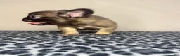 French Bulldog dogs for sale: French Bulldog 3 - Ad 4