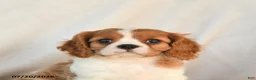 Cavalier King Charles Spaniel dogs for sale: Jasper - Ad 5