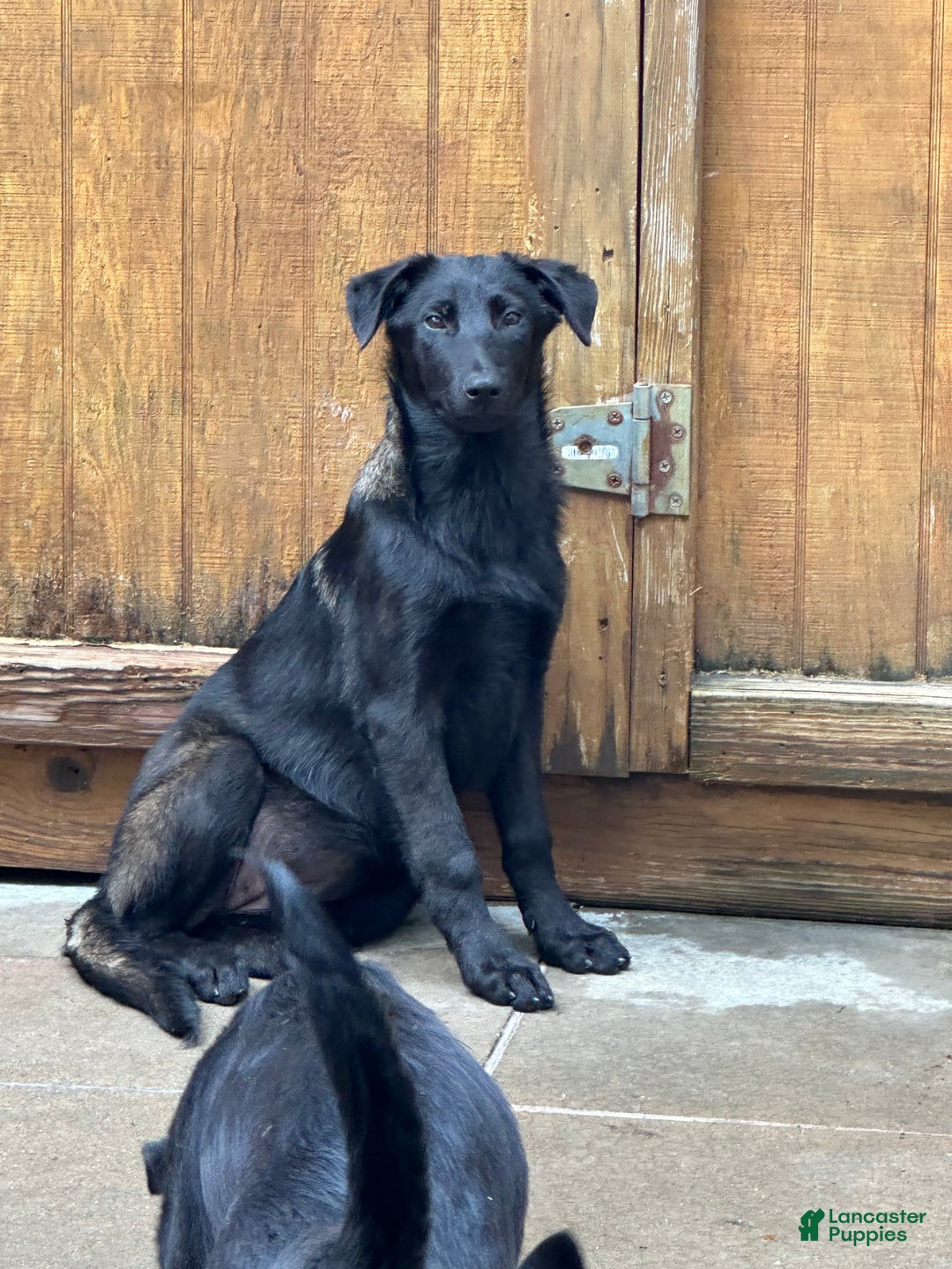 Belgian Malinois dogs for sale: Belgian Malinois Puppy 1 - Ad 2