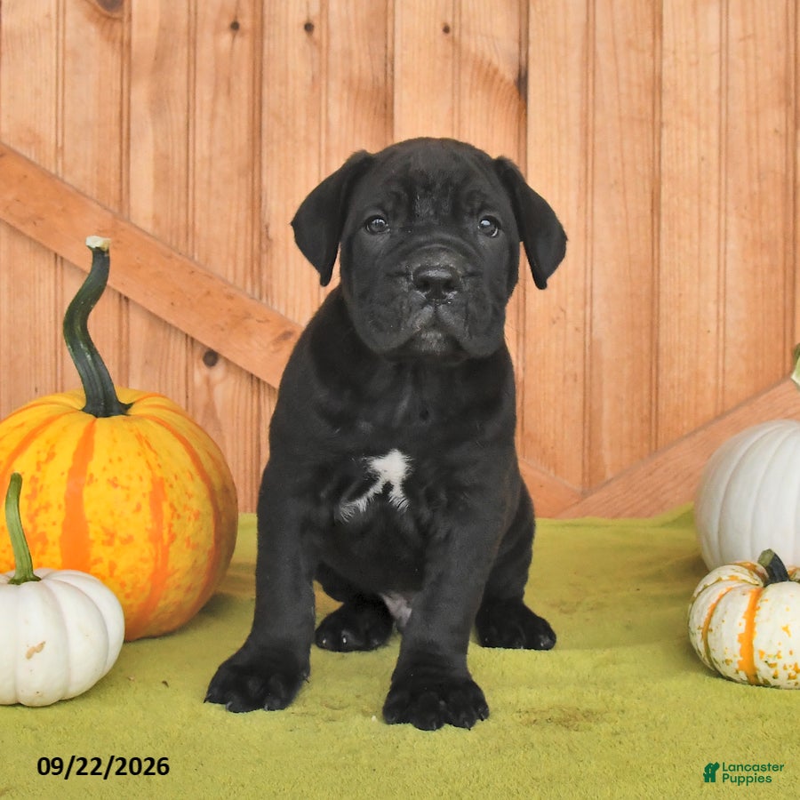 Cane Corso dogs Bear - Ad 2