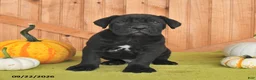 Cane Corso dogs for sale: Bear - Ad 2
