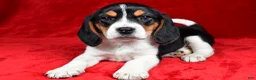 Beagle dogs for sale: Sheila - Ad 8