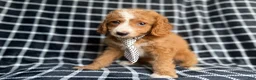 Cockapoo dogs for sale: Jett - Ad 6