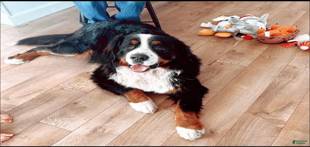 Gallery Image {{count}}