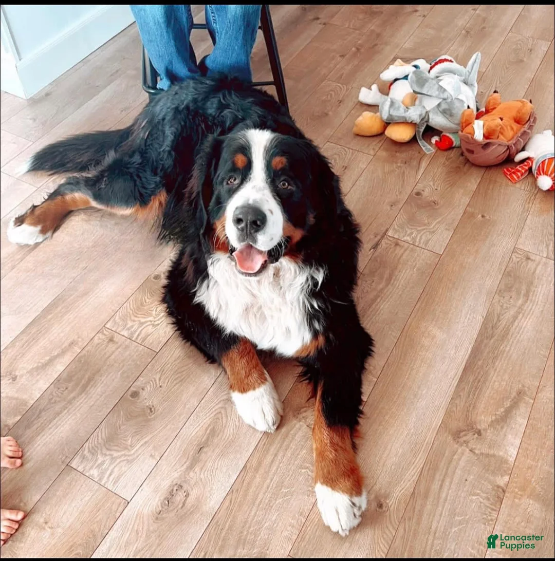 Gallery Image {{count}}