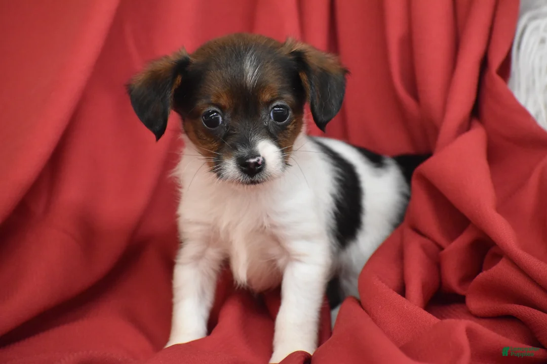 Yorkiepoo dogs for sale: Taco - Ad 1