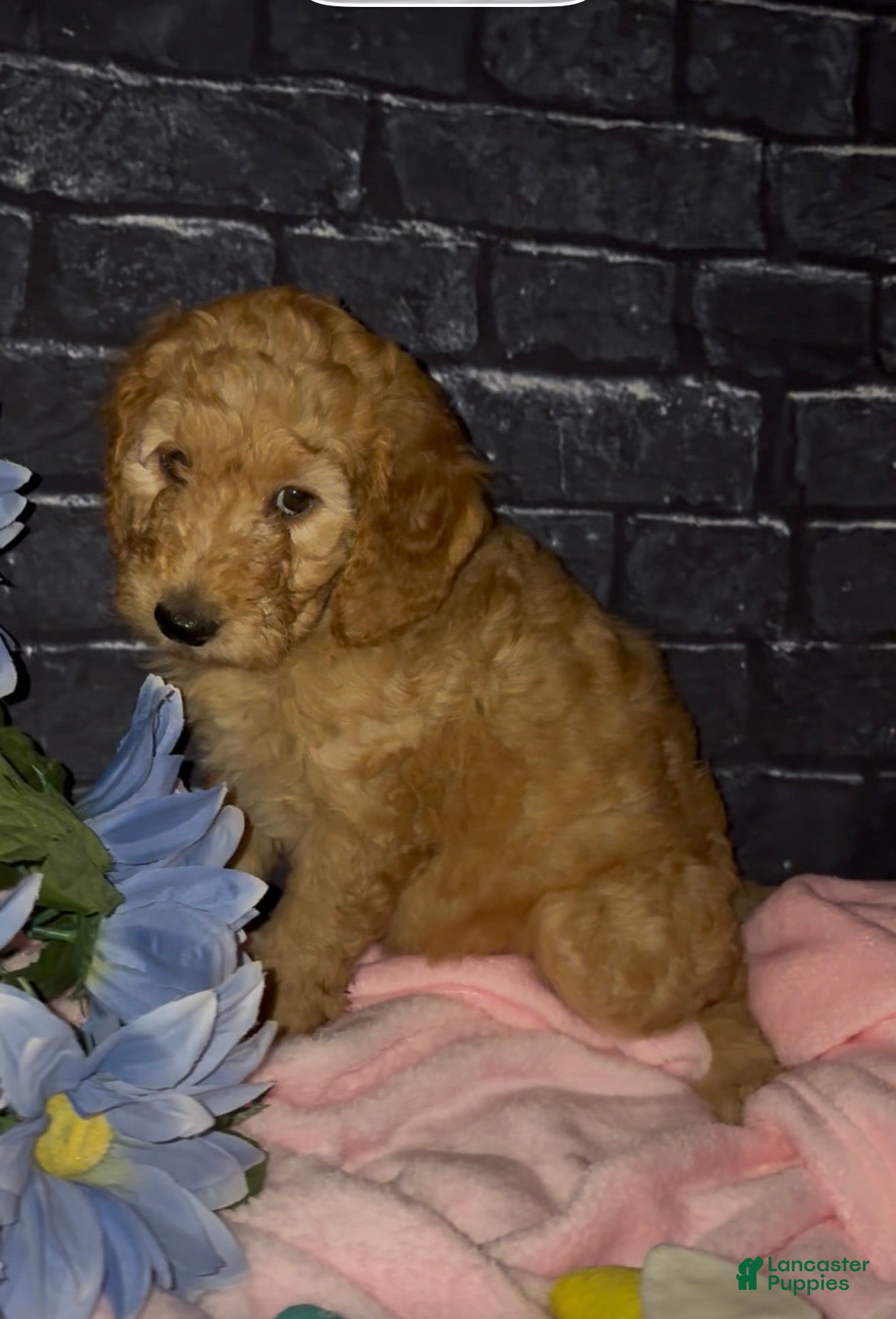 Goldendoodle dogs for sale: Violet - Ad 4
