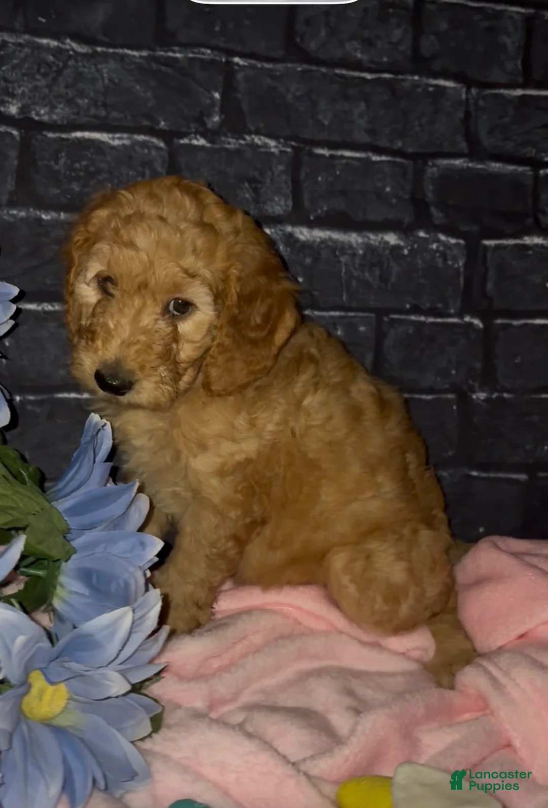 Goldendoodle dogs for sale: Violet - Ad 1