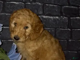 Goldendoodle dogs for sale: Violet - Ad 4