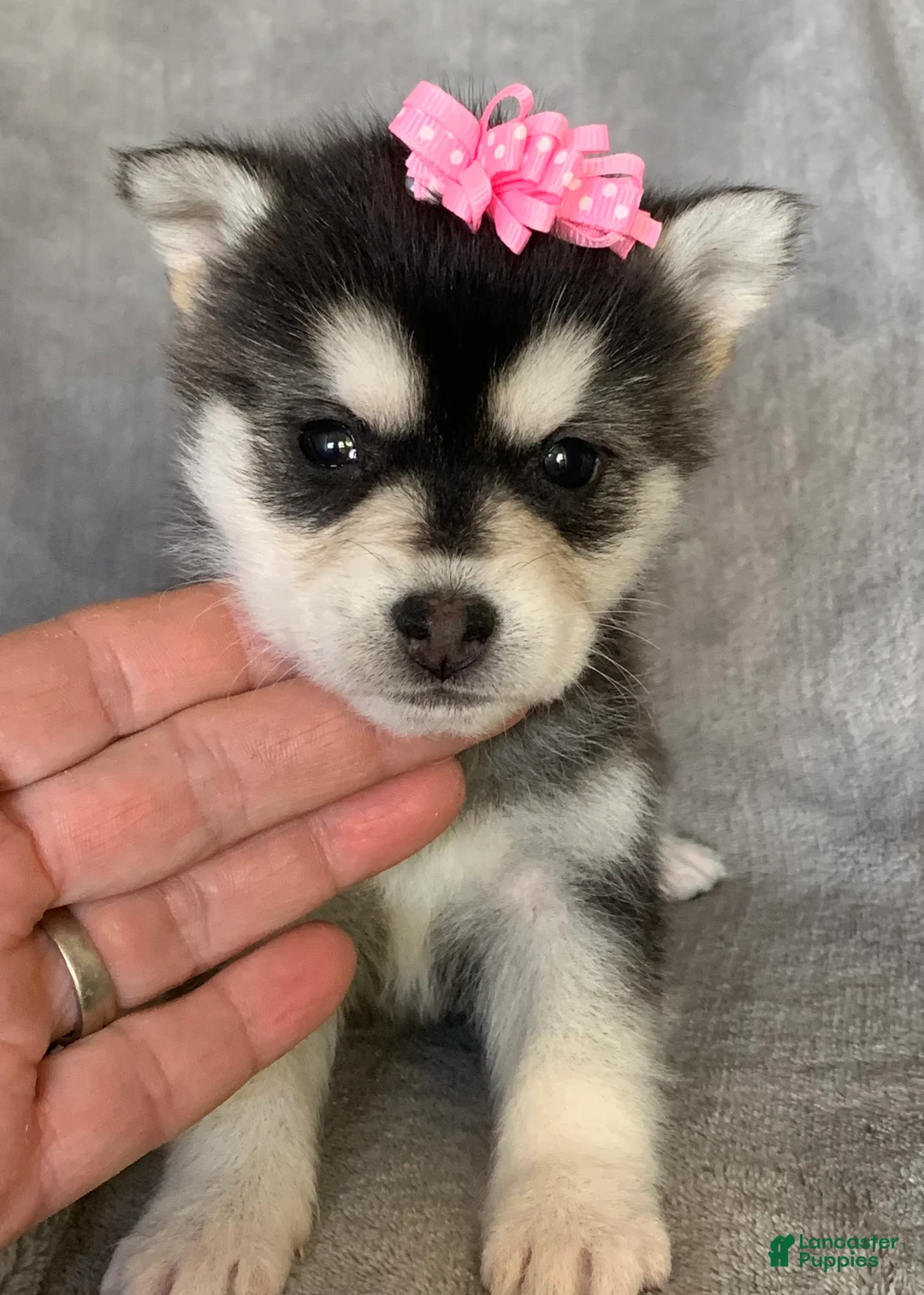 Alaskan Klee Kai dogs for sale: Gorgeous Toy Husky~Sweet POLLY~!!! - Ad 10
