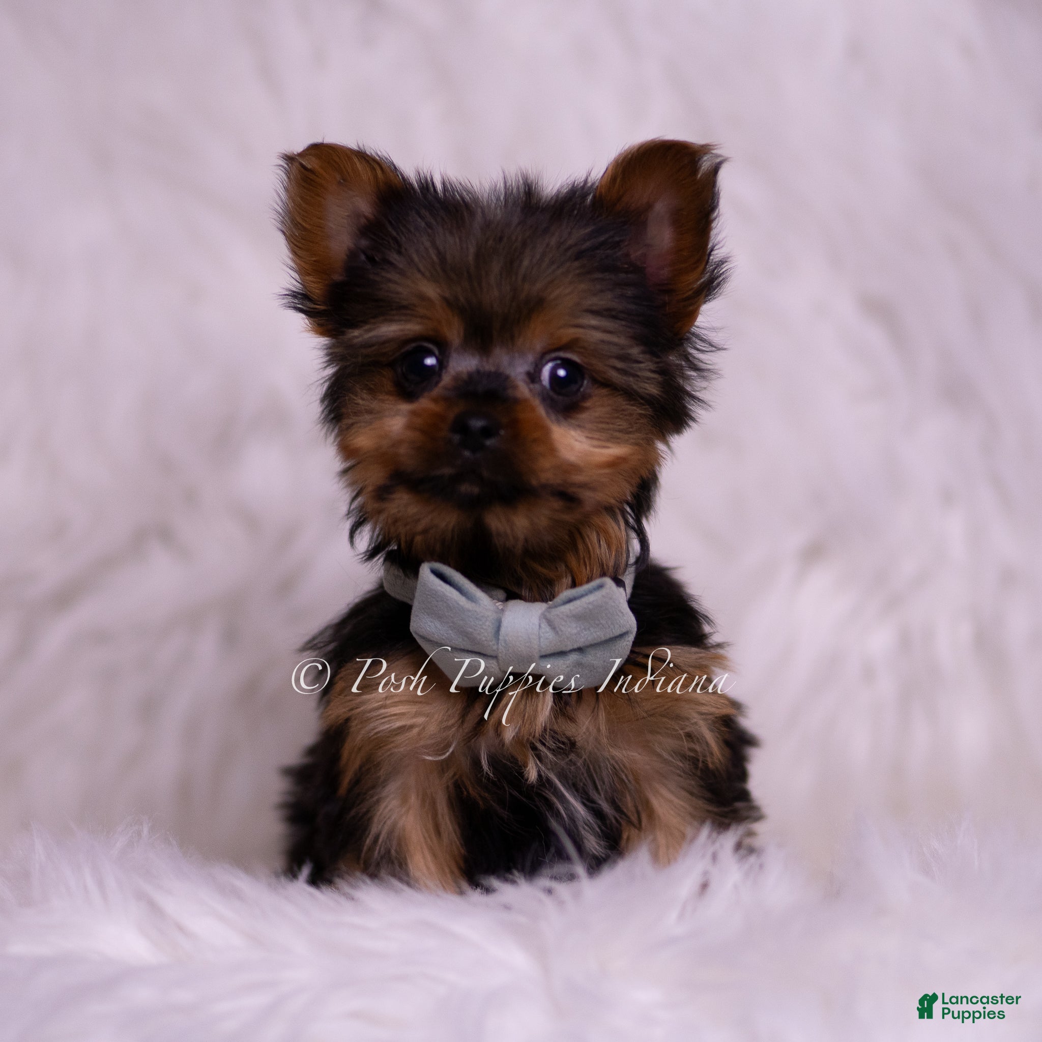 Yorkshire Terrier dogs Teacup Ruppie - Ad 1