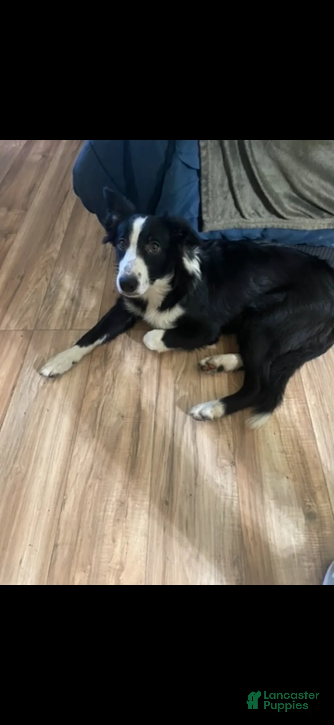 Border Collie dogs for sale: Border Collie Puppy 4 - Ad 2