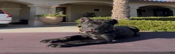 Cane Corso dogs for sale: Cane Corso 2 - Ad 8