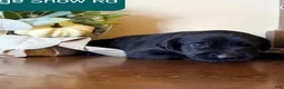 Labrador Retriever dogs for sale: Labrador Retriever 2 - Ad 9