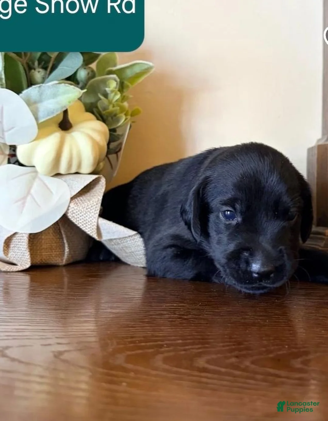 Labrador Retriever dogs for sale: Labrador Retriever 2 - Ad 9