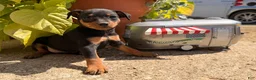 Miniature Pinscher dogs for sale: Jasmine’s  - Ad 4