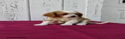 Cavalier King Charles Spaniel dogs for sale: Peanut - Ad 2