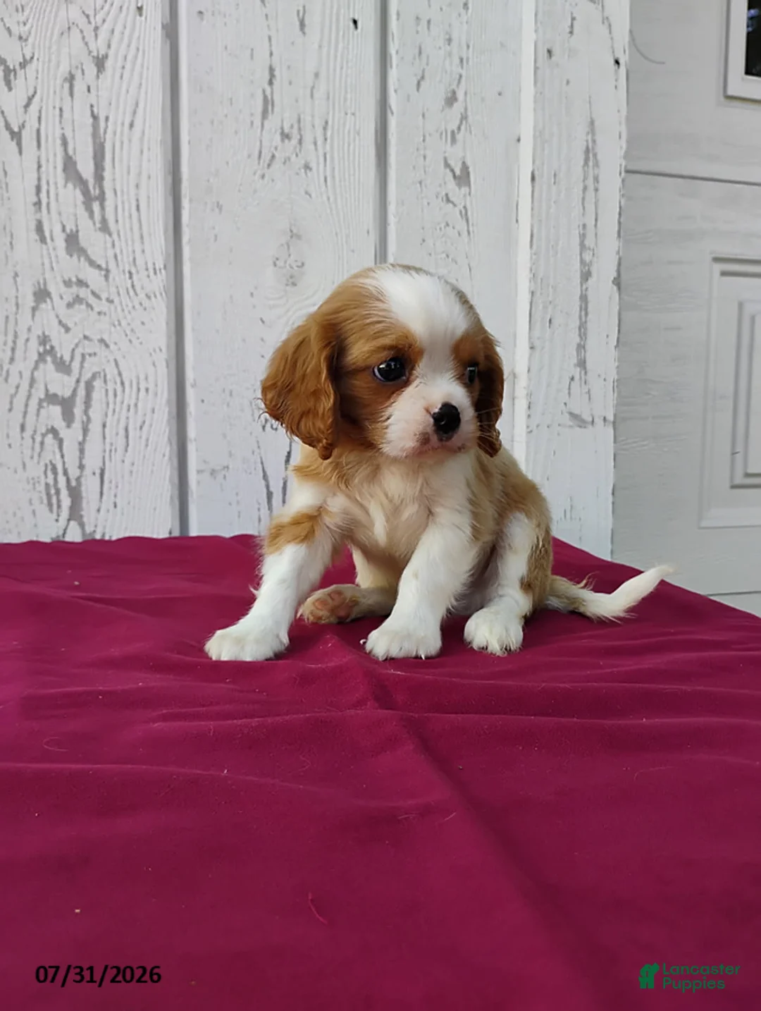 Cavalier King Charles Spaniel dogs for sale: Peanut - Ad 2